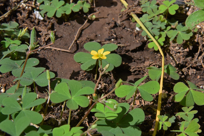 Oxalis corniculata, Creeping Woodsorrel